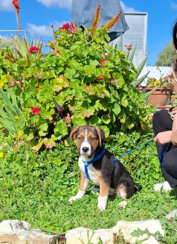 RIO cucciolo tricolore in adozione Foto 6